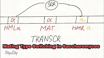 Mating Type Switching In yeast (Saccharomyces cerevisiae) And Notes Soon
