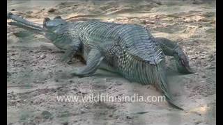 Gharial (Gavialis gangeticus)