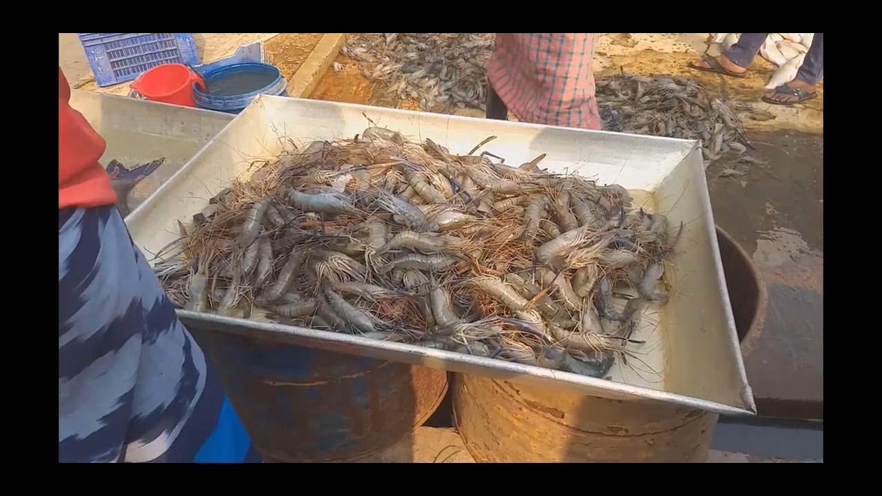 কালিগঞ্জ বাজার ,কোটালীপাড়া ।