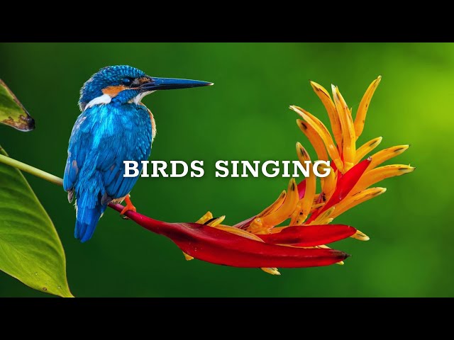 Nature Sounds - Birds Singing Without Music, 24 Hour Bird Sounds Relaxation, Soothing Nature Sounds class=