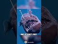 Deep Sea Monster Caught on Camera ALIVE! 🎥