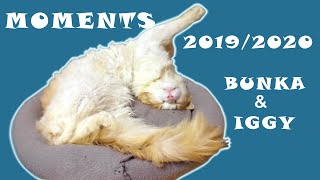 Funny cats moments compilation 2019/2020 of Bunka&Maine Coon Iggy by Maine Coon Iggy 213 views 3 years ago 7 minutes, 2 seconds