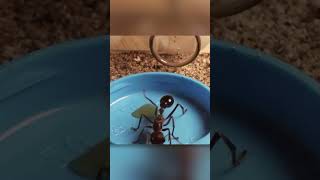 Смертельно опасные муравьи 🐜