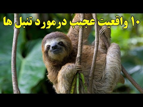 تصویری: آیا تنبل‌ها تنبل‌ترین حیوان هستند؟