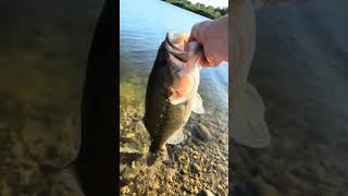 They can’t compete🐸 #fishing #viral #bigfish #midwest #florida