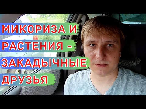 Микориза. Польза и применение препаратов с микоризой.