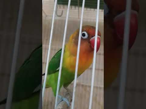 طوطی کوتوله برزیلی پرناز