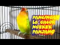 Pancingan Love bird Gacor Langsung Ngekek Panjang !!!