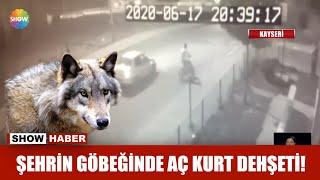 Şehrin Göbeğinde Aç Kurt Dehşeti