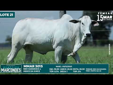 LOTE 21 MMAR 3015