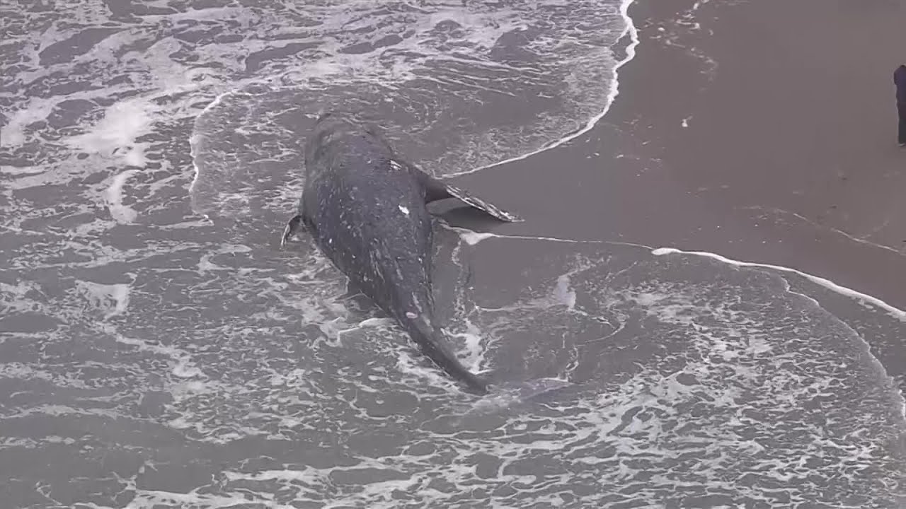 Raw Video: Dead Whale At Ocean Beach In San Francisco - YouTube