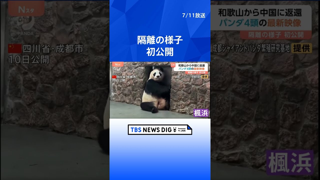 パンダ★発送は平日火曜金曜のみ★ページ パンダの赤ちゃん】木箱の中を大冒険♪（59日齢） - YouTube