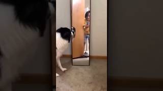 Funny cat and dogs 😂😂 episode 416 #dog #cat #funny #pets #shorts