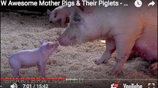 NEW AWESOME MOTHER PIGS \& THEIR PIGLETS -  A Must See (revised)