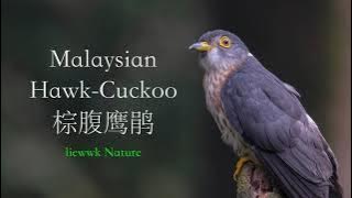 calling loud2... Malaysian Hawk-Cuckoo, 棕腹鹰鹃,棕腹鷹鵑, Hierococcyx fugax,ジュウイチ, SEWAH-TEKUKUR MELAYU