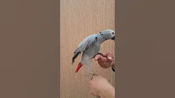 كاسكو أليفة كبير لعوب يركب على الأيدي 