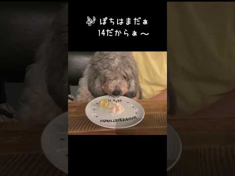 ♫ぽちはまだぁ〜14だからぁ〜♩伊代ちゃんは16だからぁ〜♩