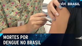 Video numero-de-mortes-por-dengue-no-brasil-sobe-para-1-6-mil-sbt-brasil-20-04-24