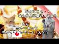 【日本の魔改造】フランスのモンブランを真改造した結果#猫マニ #猫ミーム