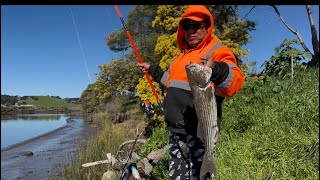 03/03/25 FISH ON!!! 24.5” @ NAPA RIVER