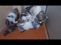 Kittens escape to explore around.