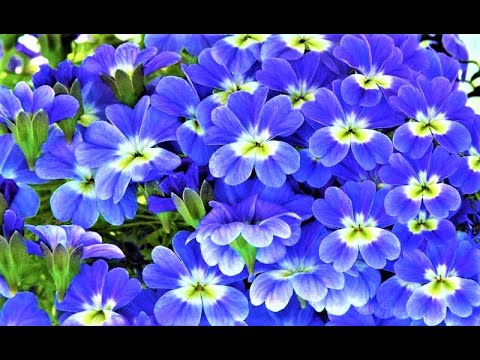 Video: Kweek Dianthus-blomme in die tuin - Hoe om vir Dianthus te sorg