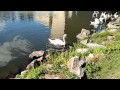 cisnes y patos