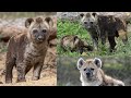 Hyena pups