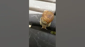 Kann eine Schnecke einen Menschen beißen?