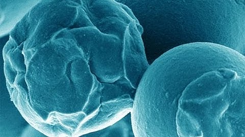 Science Cafe - Biophotonics