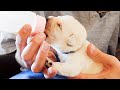 Bottle-Feeding The Smallest Labrador Puppies!!