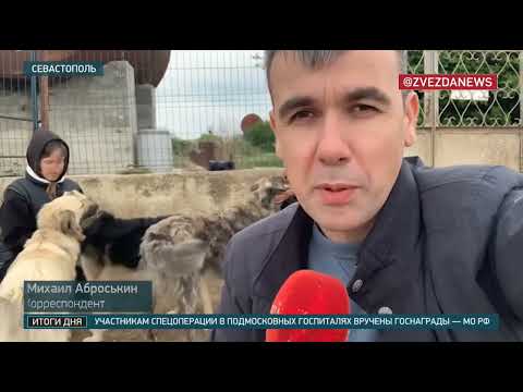О плюсах и минусах законодательной инициативы об эвтаназии бездомных собак