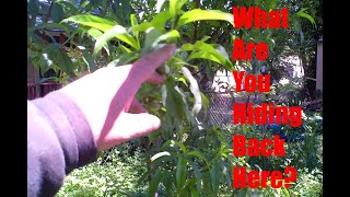 Backyard Garden Tour