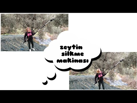 Video: Zeytin Ve Domatesli Bryndza