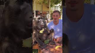 Download Lagu Cindy the Baboon doesn't usually love onion 🧅 but now she 😍 wow that is a surprise 🫢 #adorably MP3 Download Lagu Cindy the Baboon doesn't usually love onion 🧅 but now she 😍 wow that is a surprise 🫢 #adorably MP3