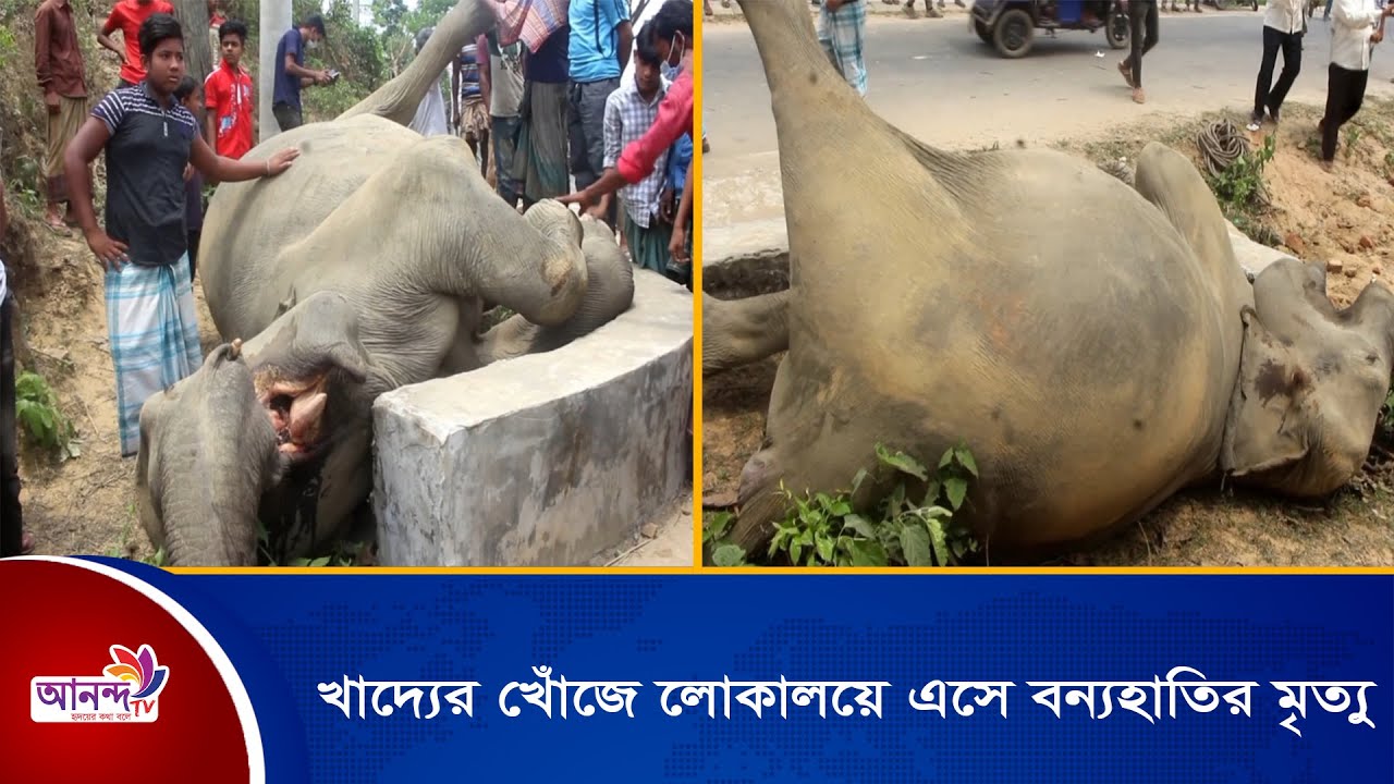 খাবারের খোঁজে এসে মারা পড়ছে একের পর এক বন্যহাতি। বন্যহাতি  | elephant | Ananda Tv