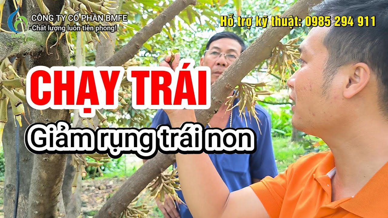 QUY TRÌNH CHẠY TRÁI SẦU RIÊNG & HẠN CHẾ RỤNG TRÁI NON SAU XỔ NHỤY