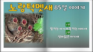 [생태동화] 노랑턱멧새 85일 이야기 1부 : 밥 먹는 아기 새 똥 먹는 어미 새
