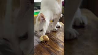 It is eating durian. #cute #cat #pets #animals #funny