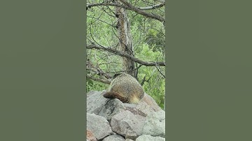 The Marmot #marmot #shorts