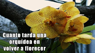 ¿Cuánto tarda una orquídea en volver a florecer?