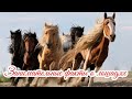 Занимательные факты о лошадях Interesting facts about horses