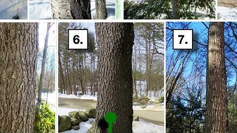 Tree Identification Part I