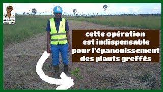 cette operation doit absolument être réalisée à temps dans 1 verger qui contient des plants greffés