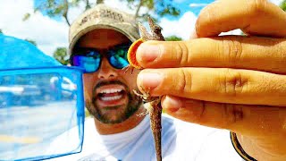 Catching HUNDREDS of LIZARDS with a NET