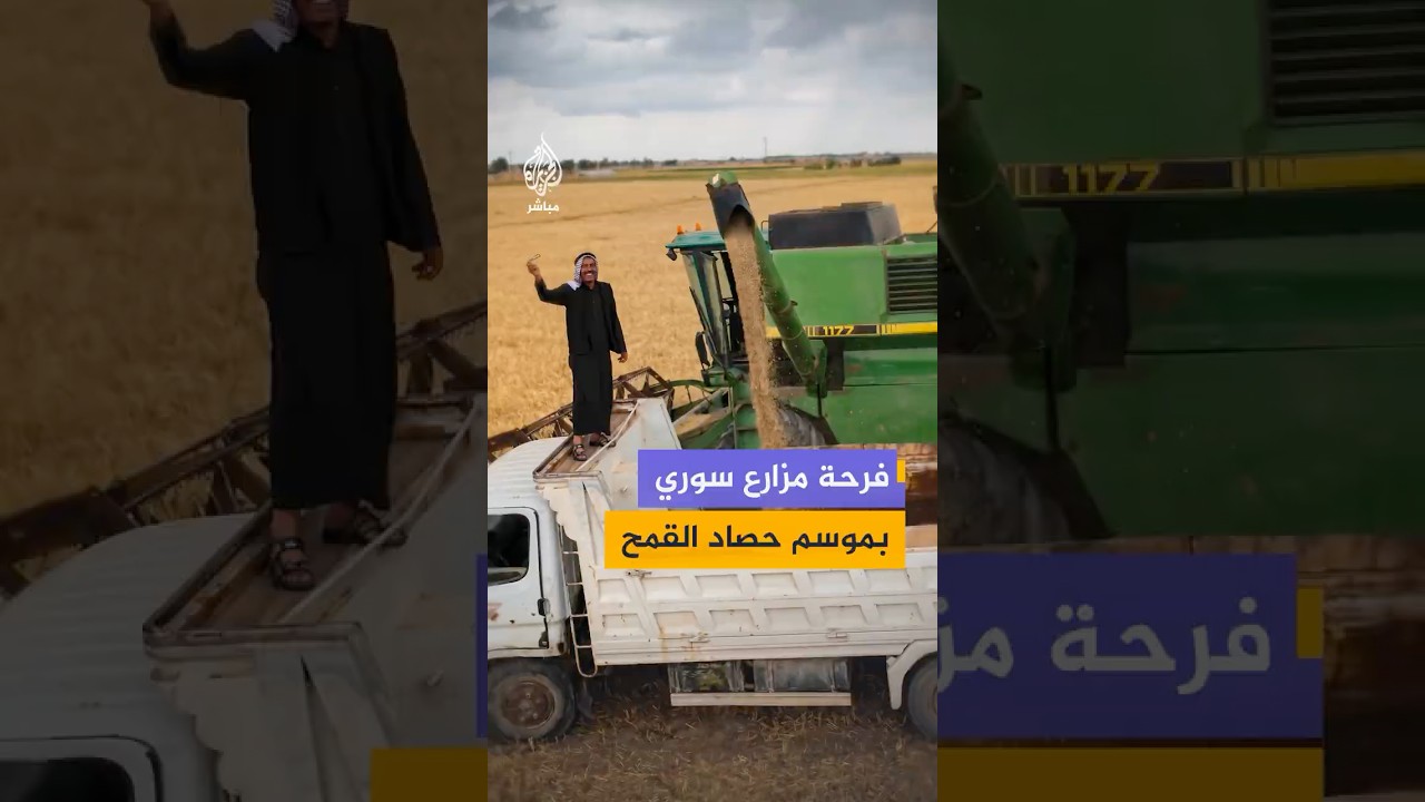 مزارع سوري يوثق حصاد القمح بالحسكة وسط جدل ومطالبات برفع تسعيره