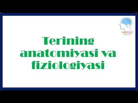 Terining anatomiyasi va fiziologiyasi | Терининг анатомияси ва физиологияси