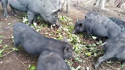 Native pigs feeding time