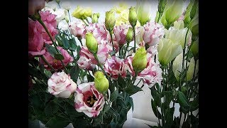Эустома, Ирландская роза, Лизиантус, Сеем Эустому Невероятно красивые цветы Эустома, Ирландская роза, Лизиантус, Сеем Эустому Невероятно красивые цветы
