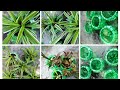 Recycle plastic bottles into beautiful planterdiy plastic bottle planter